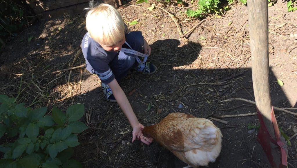 backyard chickens and kids