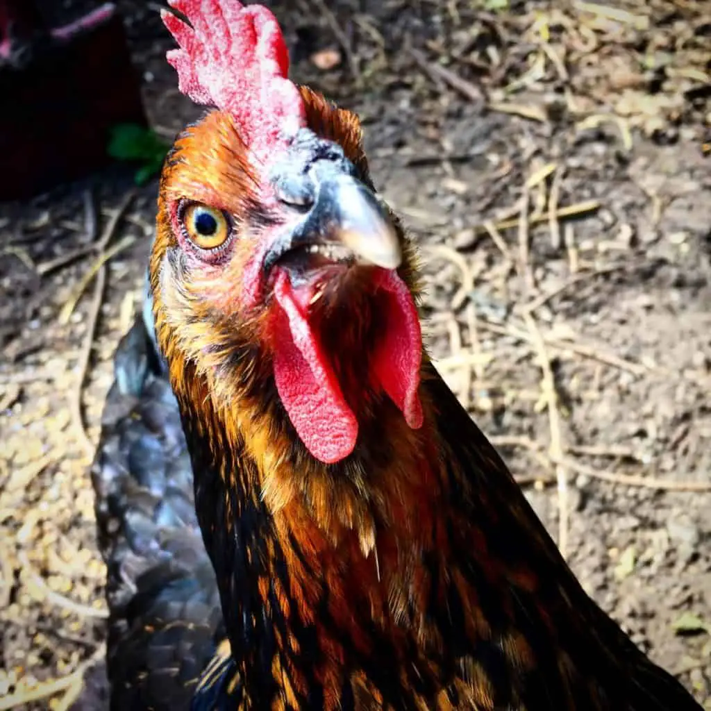Raising Backyard Chickens is fun and they have a lot of personality 