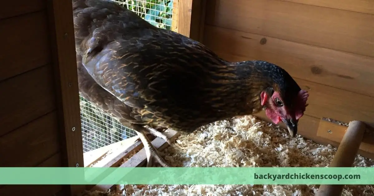 Chicken Coop Nests: The basics you'll need to know – The Backyard 