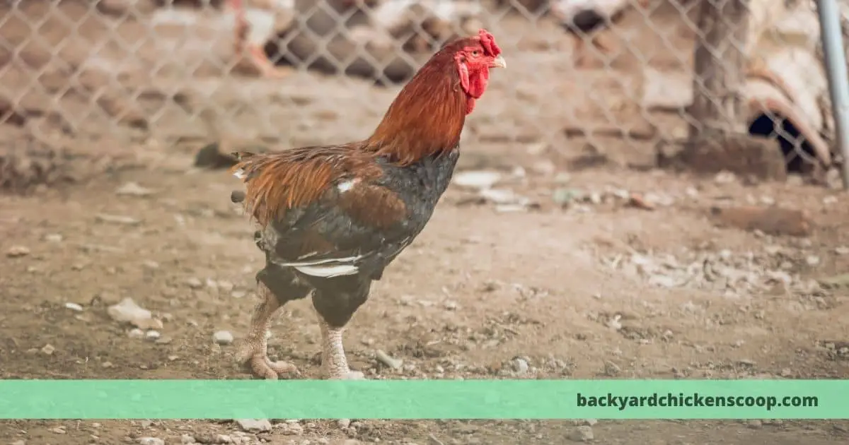 Why Do Chickens Need Dust Bath? – The Backyard Chickens Coop