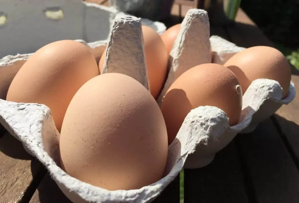 Eggs from backyard chickens are healthy
