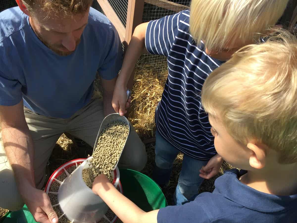 Feeding you backyard chickens are great fun and a powerful tool for learning