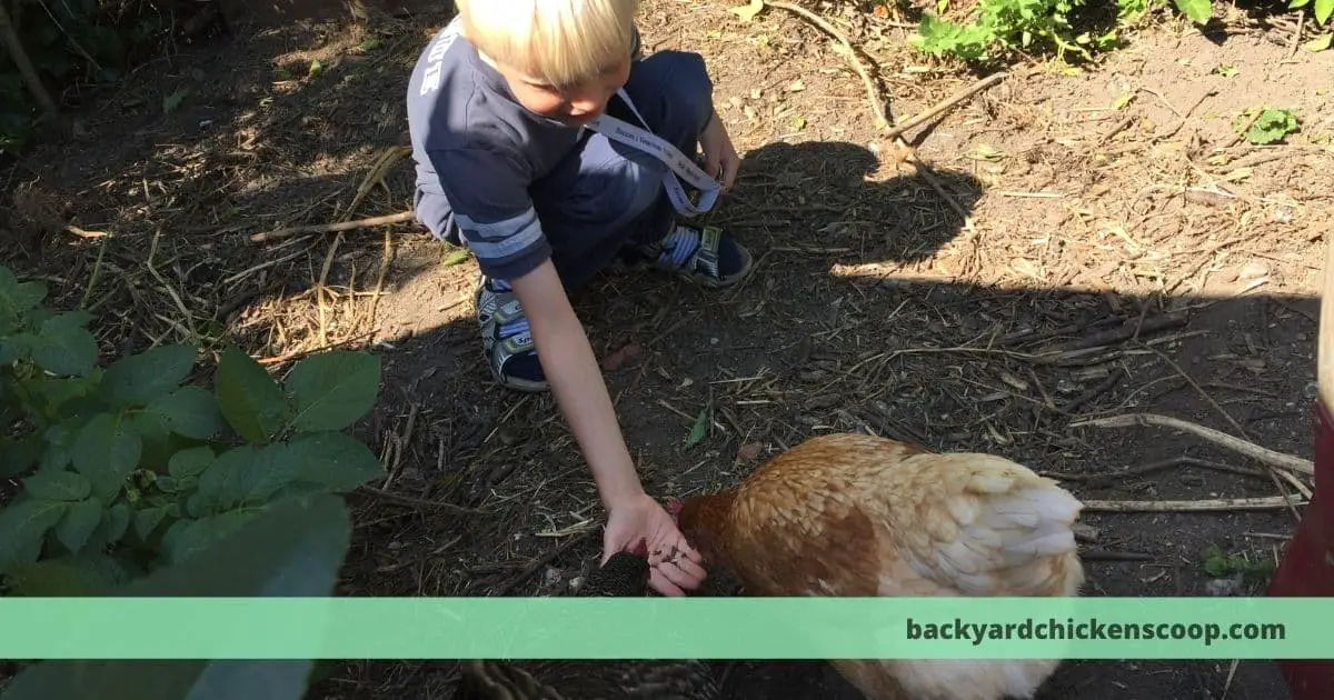 Keeping backyard chickens as pets
