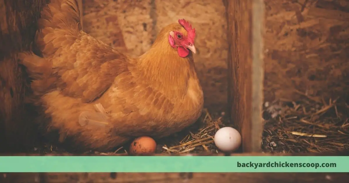 How to incubate and hatch chicken eggs – The Backyard Chickens Coop
