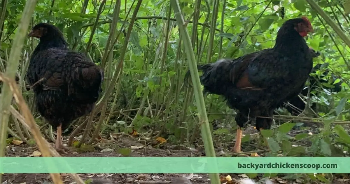 How far will a chicken roam? Do the stay close to home? – The Backyard  Chickens Coop