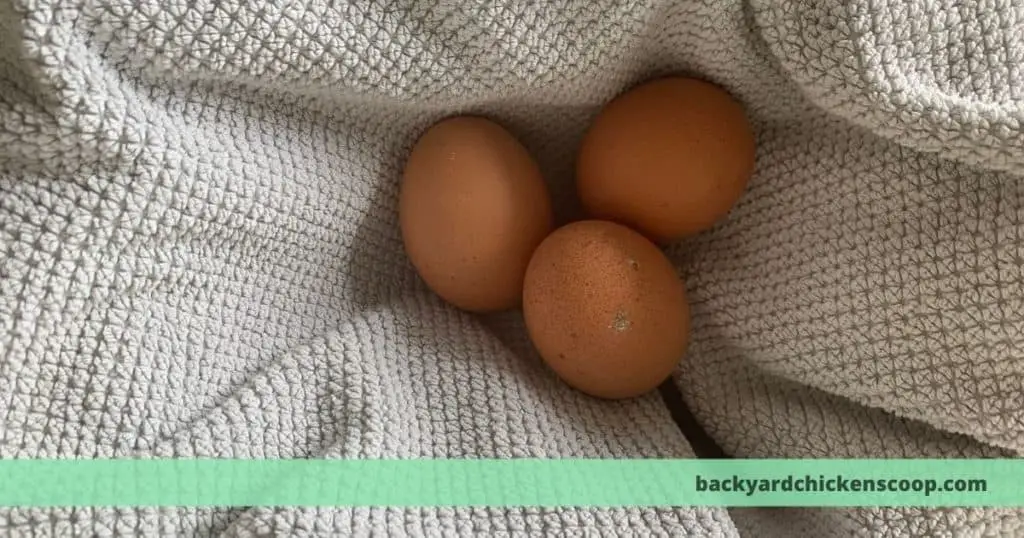 Chicken eggs prepared for incubator