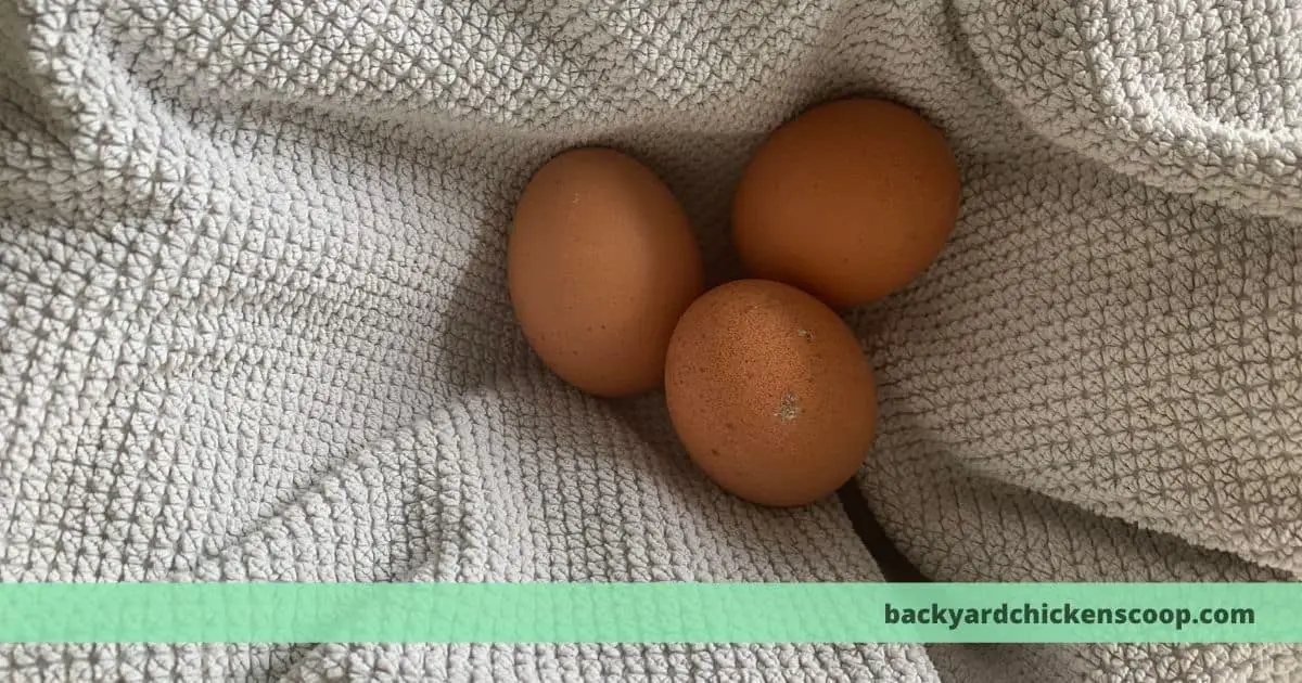 This is how long you incubate chicken eggs + what happens if you 