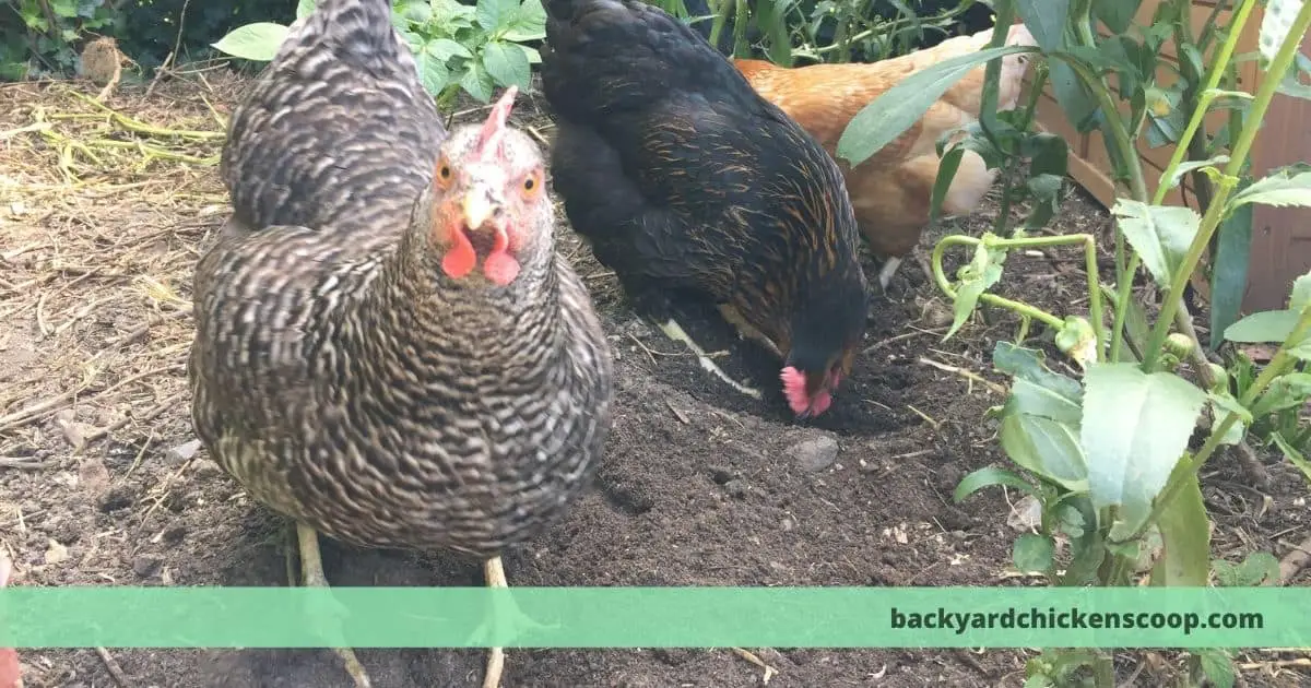 The Chicken Poop Guide: Normal or Sick? Toxic or Fertilizer? – The Backyard  Chickens Coop