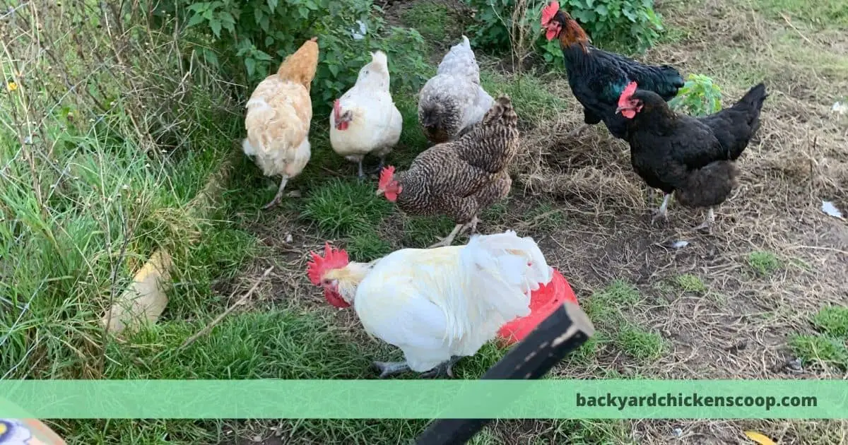 Are Chickens Too Noisy to Keep in the Backyard? – The Backyard 