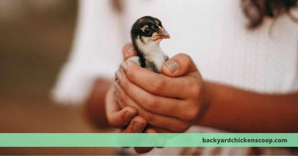 Helpless little baby chick in hands. Photo by Helena Lopes from Pexels