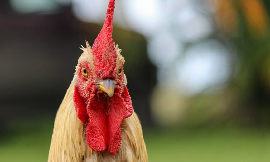 How do chickens get pregnant? (Hint They don’t) all about “chicken