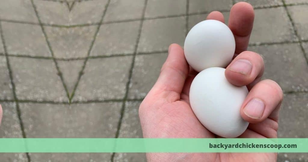 Chicken eggs in a hand