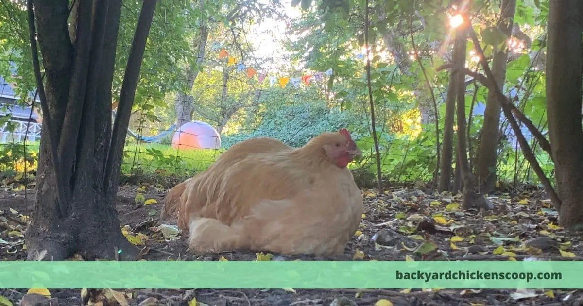 Why is my chicken bleeding from her vent? – The Backyard Chickens Coop