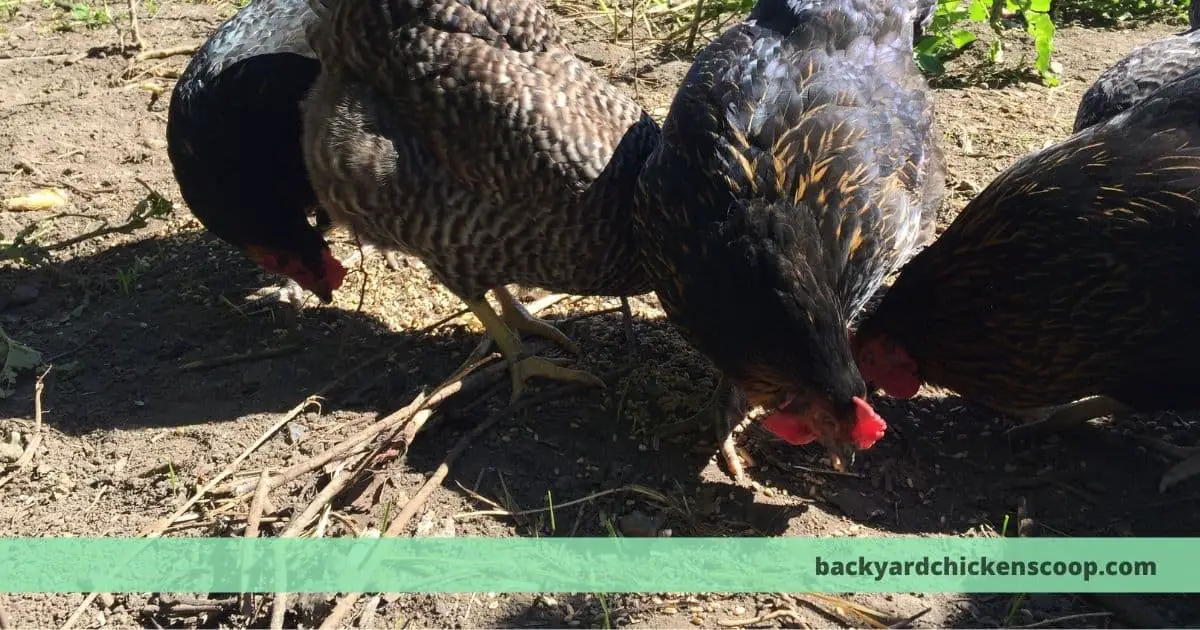 Can you feed chickens on the ground? – The Backyard Chickens Coop