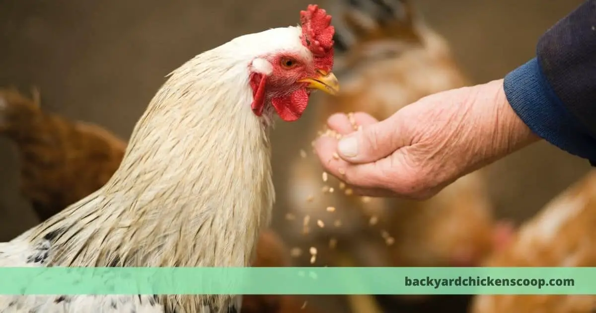Vitamins for promoting chicken feather growth – The Backyard 