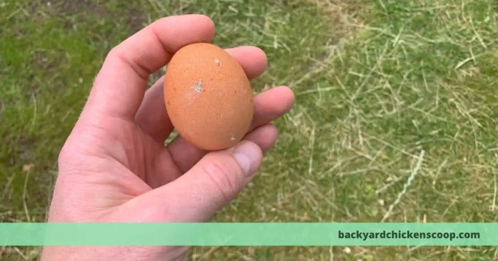 Why Are My Eggs Not Hatching – The Vets Complete Troubleshooting 