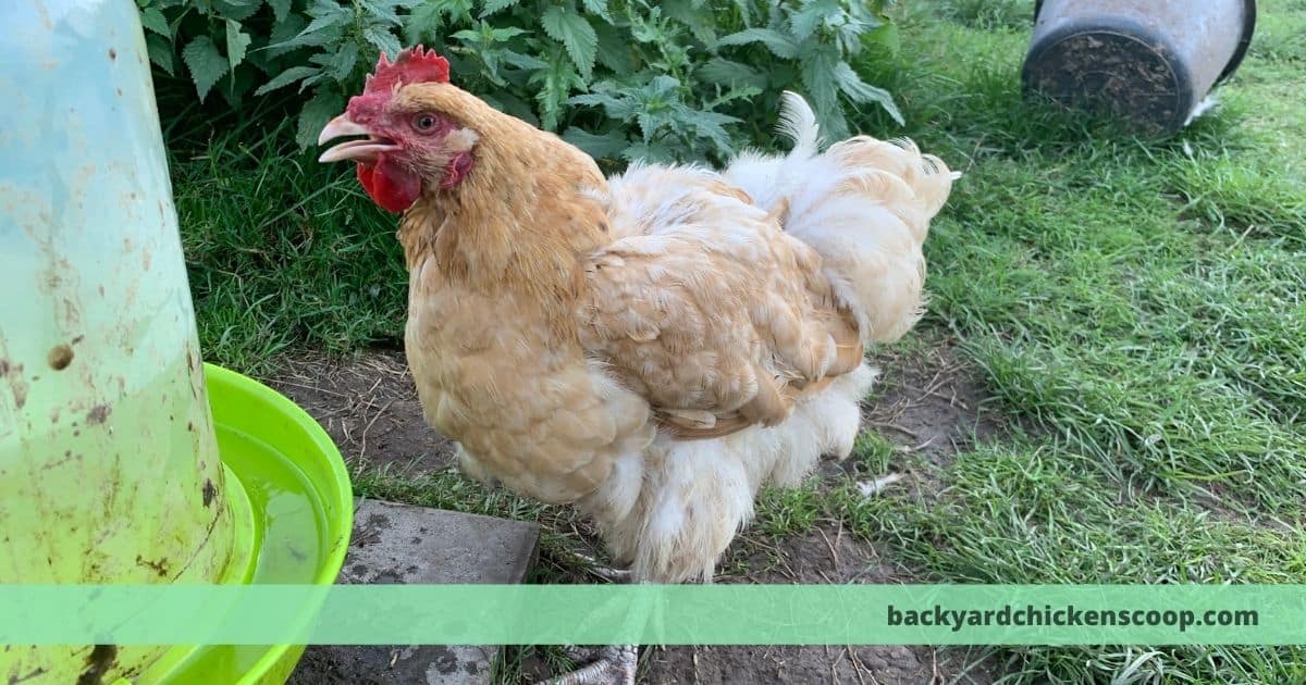 Here's Why Your Chickens Keep Yawning – The Backyard Chickens Coop