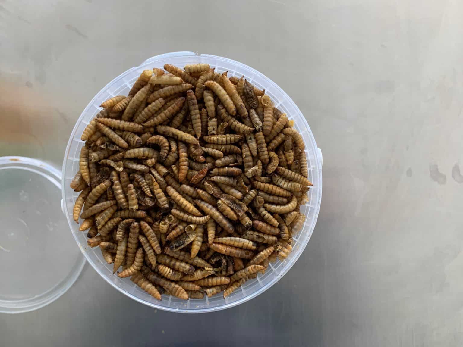How to Breed Mealworms for Chicken Feed A StepbyStep Guide [+ Tools