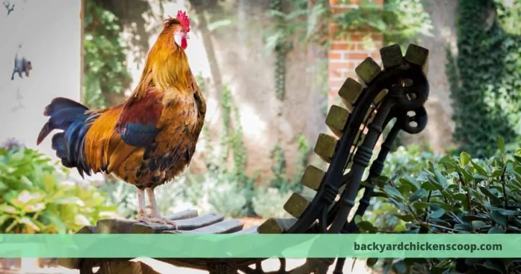 Causes for chicken making gagging motions – The Backyard Chickens Coop