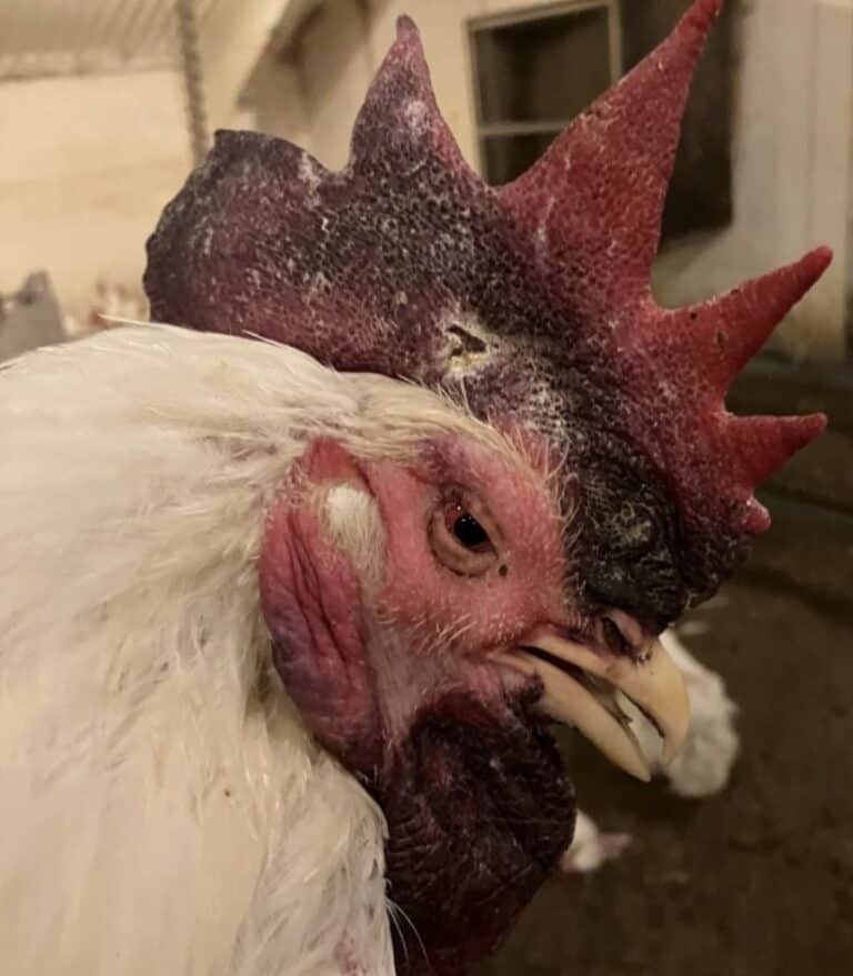 Black Spots on Chicken Comb 7 Reasons and How to Investigate The Backyard Chickens Coop