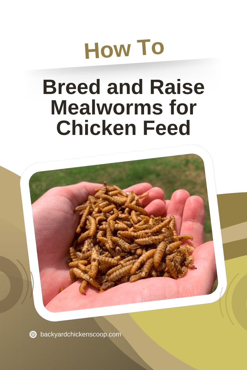 How to Breed and Raise Mealworms for Chicken Feed - Backyard Chickens Coop