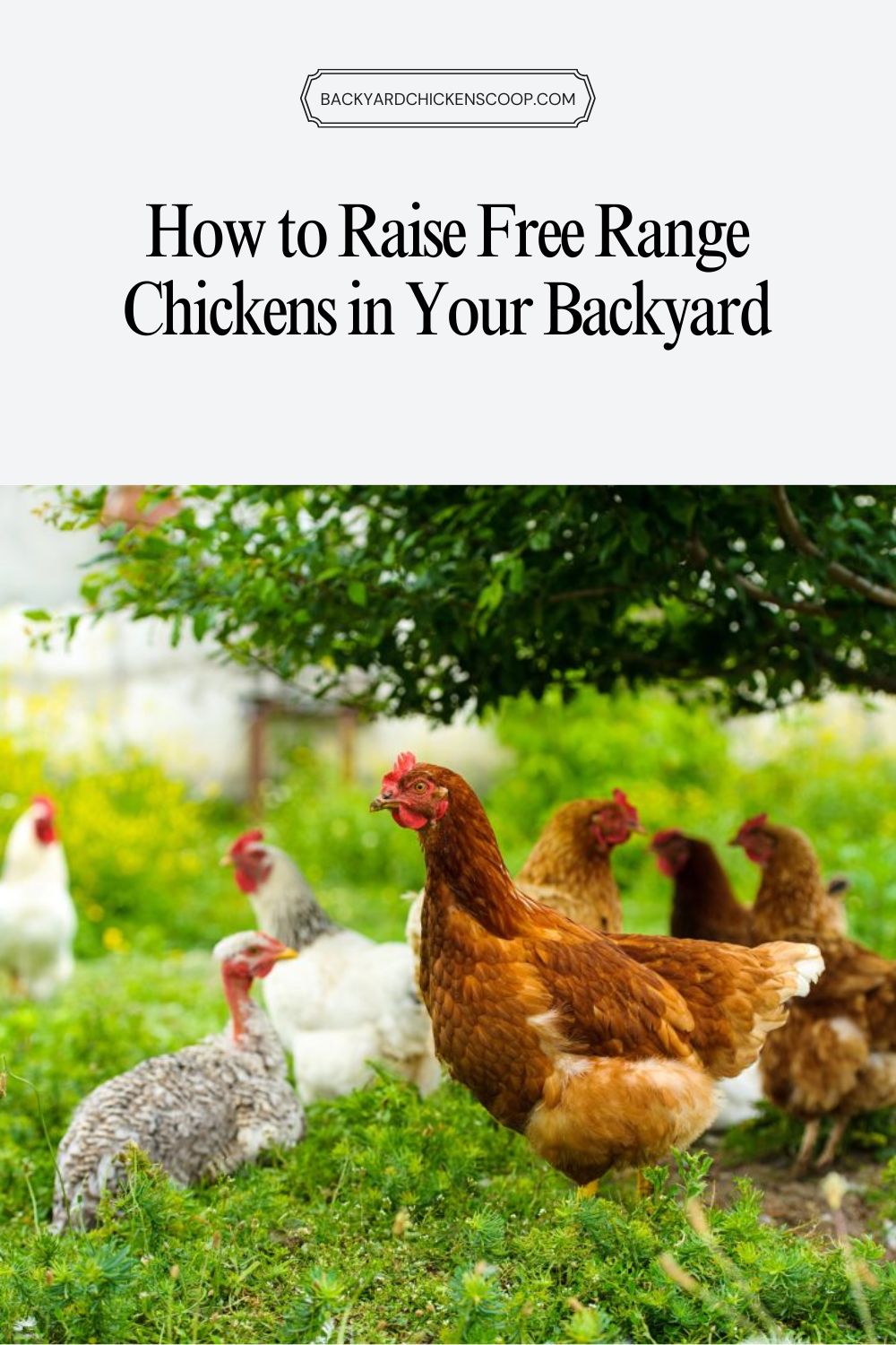 How to Raise Free Range Chickens in Your Backyard - Backyard Chickens Coop