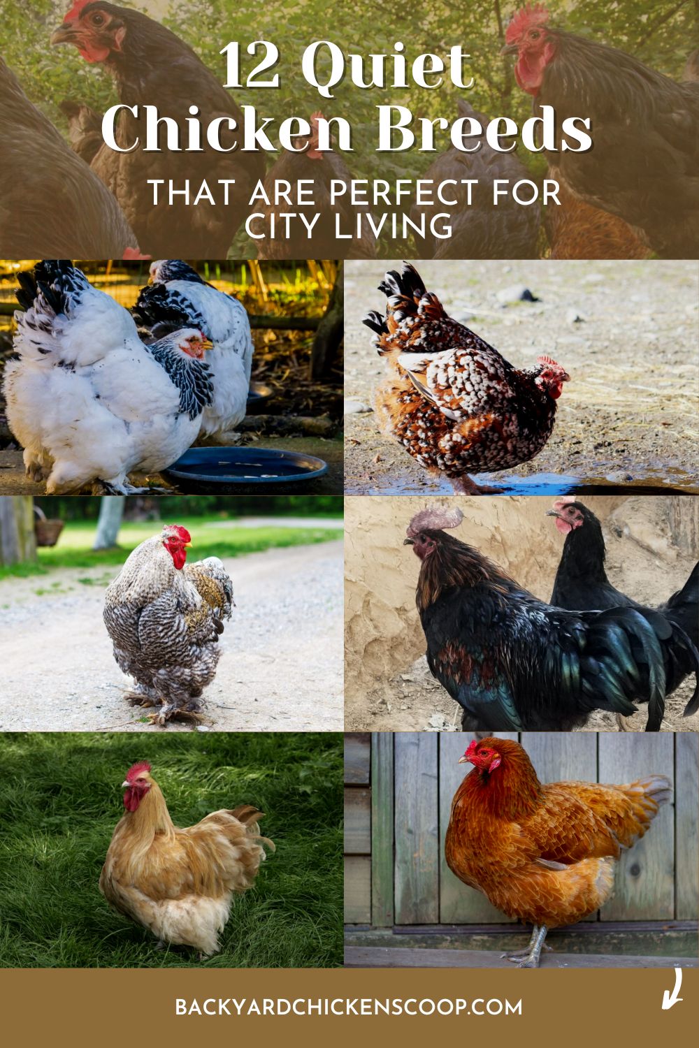 Picture of 12 Quiet Chicken Breeds That Are Perfect for City Living - Backyard ...
