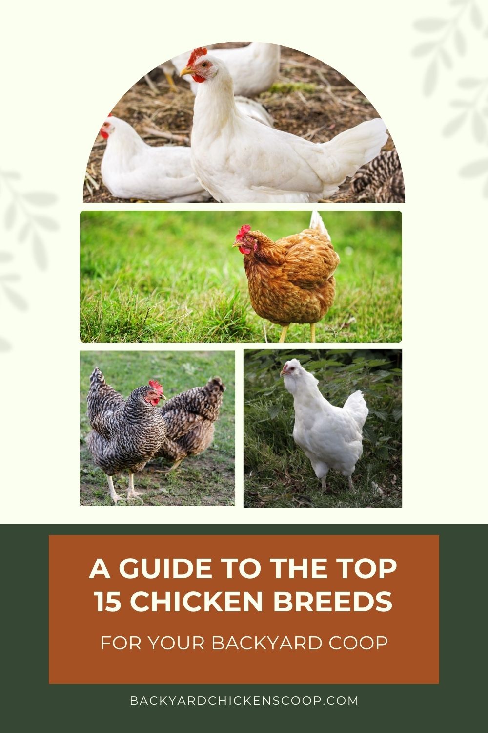 A Guide to the Top 15 Chicken Breeds for Your Backyard Coop - Backyard ...