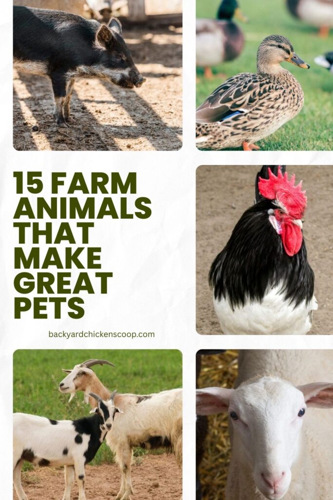 15 Farm Animals That Make Great Pets Backyard Chickens Coop