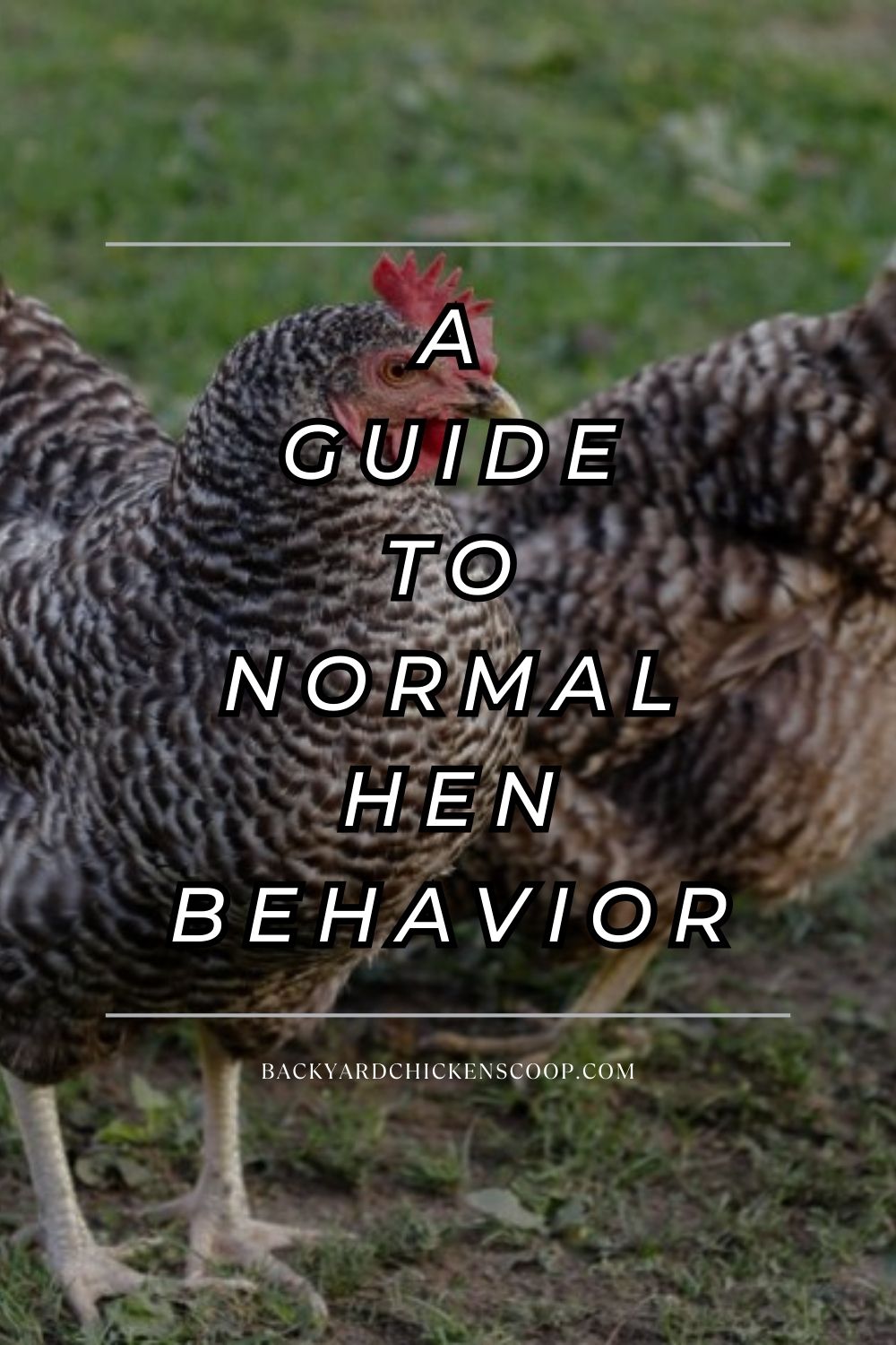 A Guide To Normal Hen Behavior - Backyard Chickens Coop