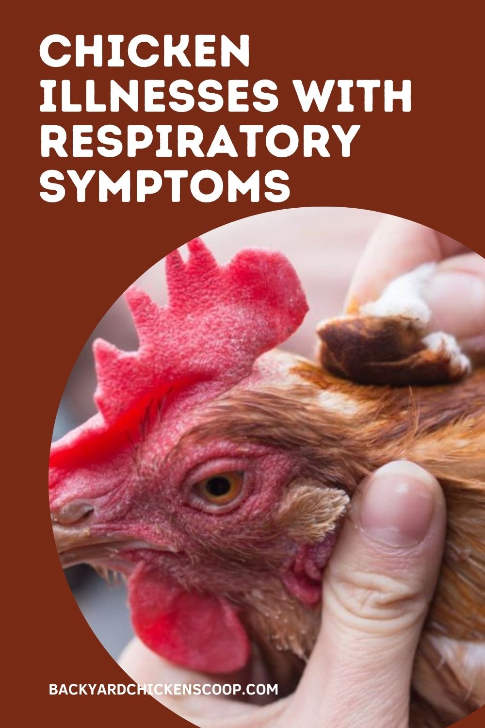 Photo inspiration: Picture Idea: Chicken Illnesses With Respiratory Symptoms