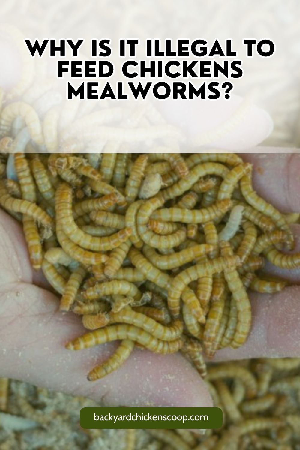 Why is it illegal to feed chickens mealworms? - Backyard Chickens Coop