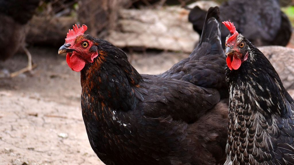 10 Beautiful Black Chicken Breeds (With Pictures)
