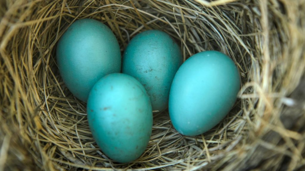 blue-egg
