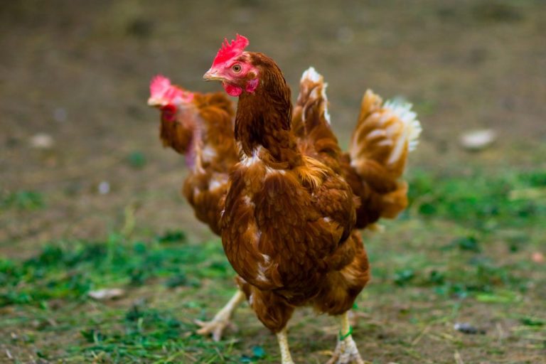chicken