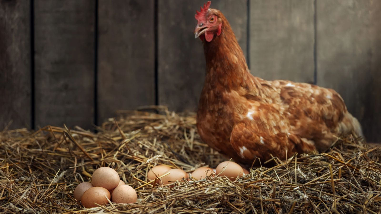 Can You Use a Reptile Incubator for Chicken Eggs? (Pros And Cons)