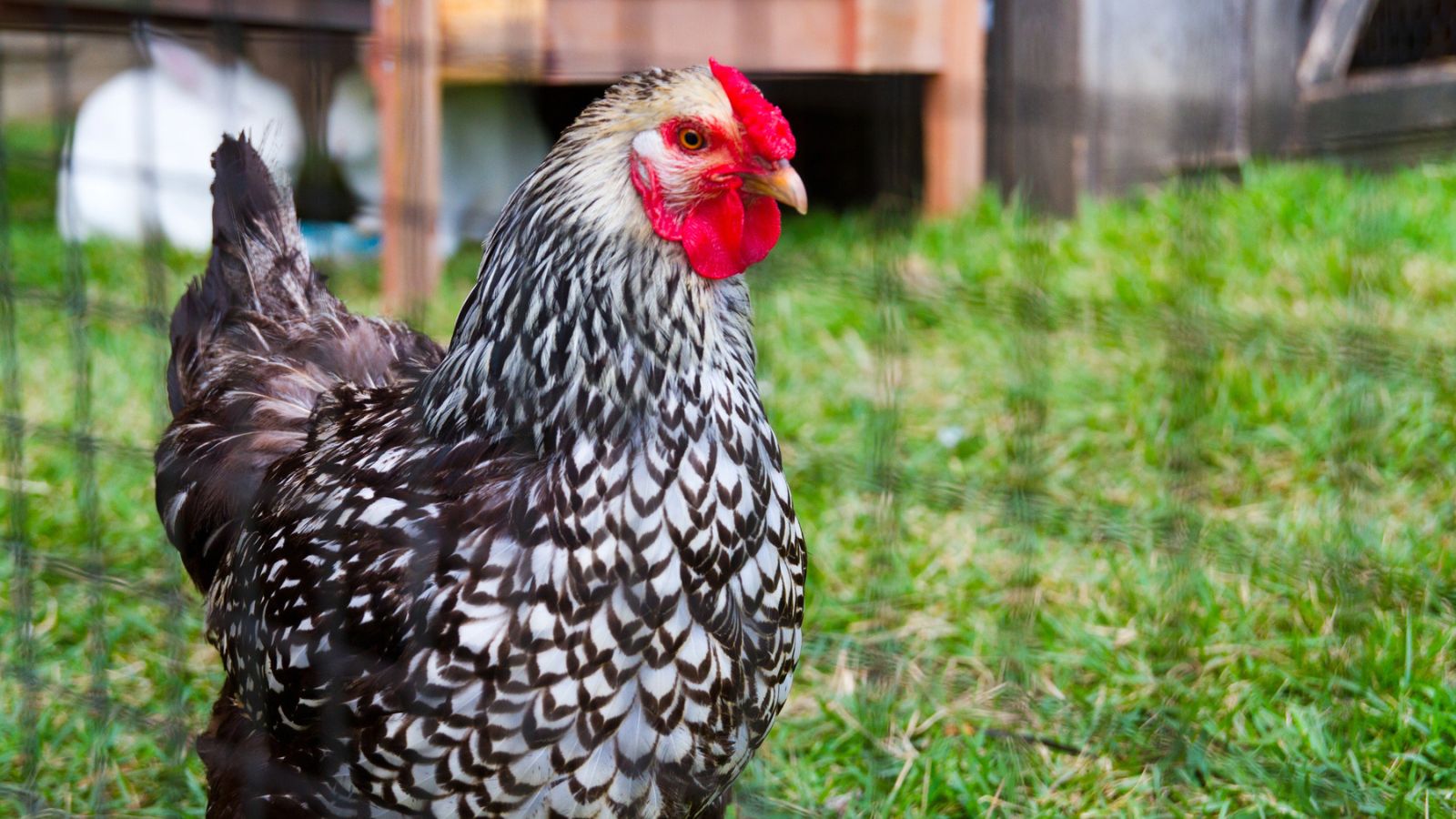 Can You Shoot a Chicken in the Head?