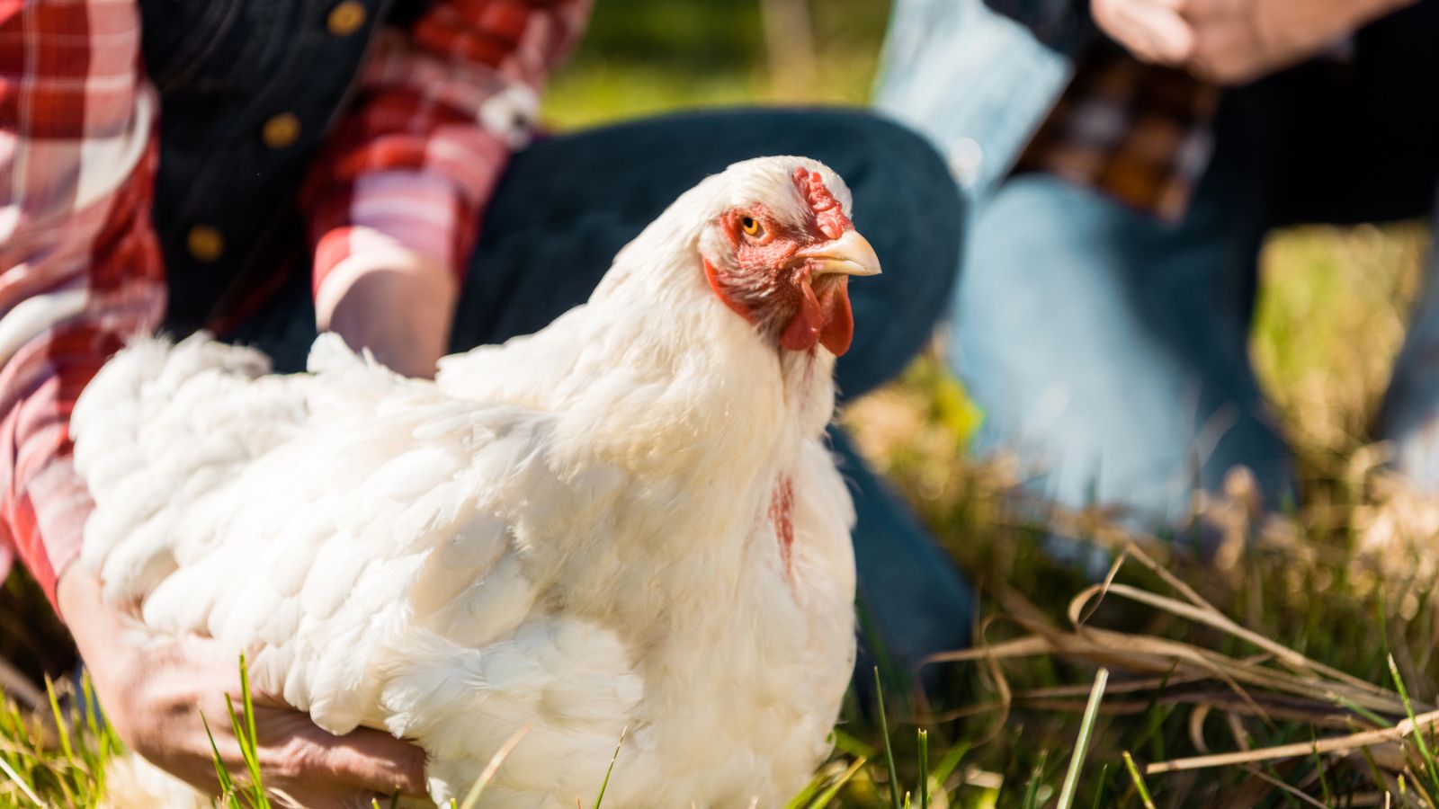 Mating Trauma in Chickens: Fainting and Deaths Explained