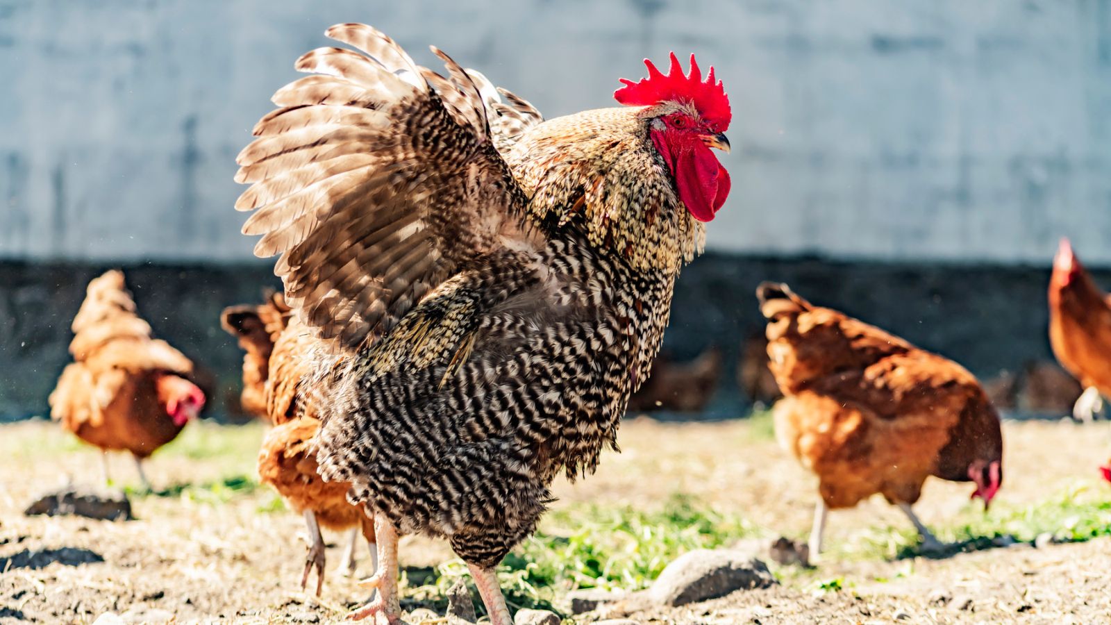 Can You Chemically Neuter A Rooster?